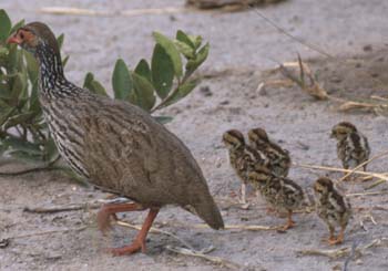RedNeckSpurfowl
