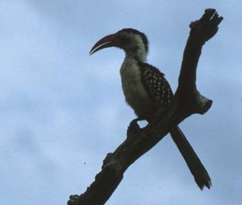 RedbilledHornbill