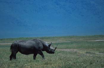 Rhino