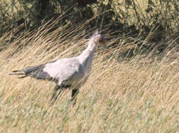 SecretaryBird