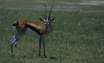 ThompsonGazelle