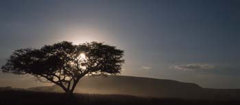 TreeSunset