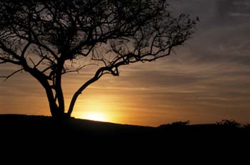 TreeSunset2