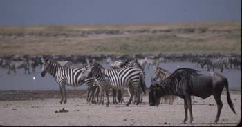 WaterHole1