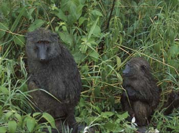 WetBaboons
