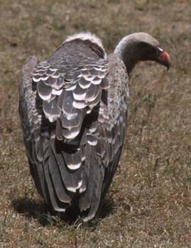 WhiteBackedVulture