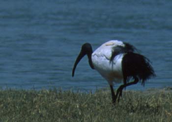 WhiteStork