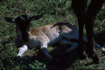 WildebeastBaby