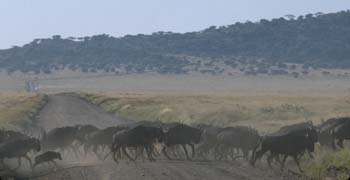 WildebeastCrossing