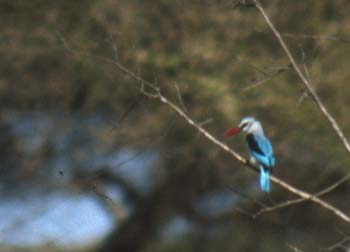 WoodOrMangrKingfisher