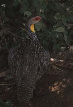 YellowNeckSpurfowl