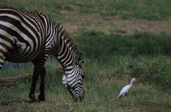 Zebra