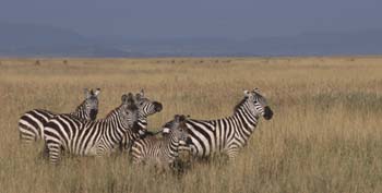 ZebraFamily