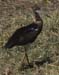 AbdimsStork