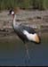 CrownedCrane