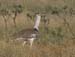 KoriBustard