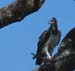 MartialEagle
