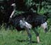 Ostrich
