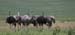 Ostriches