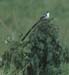 PinTailWhydah