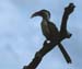 RedbilledHornbill