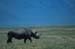 Rhino