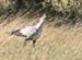 SecretaryBird