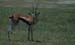 ThompsonGazelle