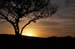 TreeSunset2