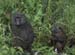 WetBaboons
