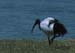 WhiteStork