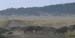WildebeastCrossing