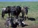 Wildebeasts