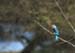 WoodOrMangrKingfisher