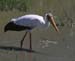 YellowBilledStork