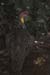 YellowNeckSpurfowl